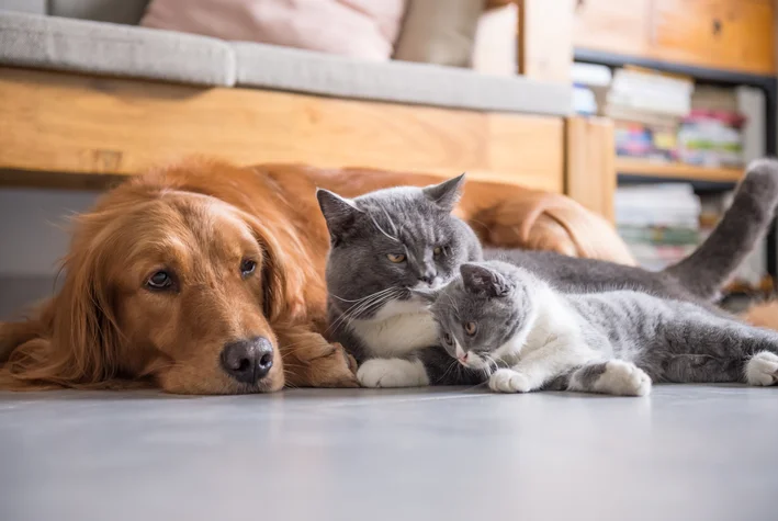 cachorro não gosta de gato