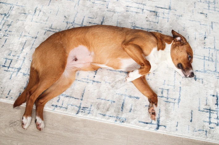 cachorro com dor de barriga