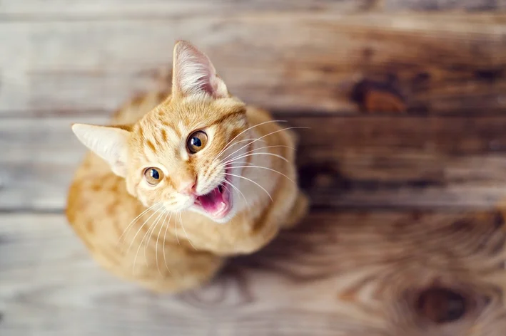 bafo de gato