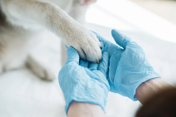 9 de setembro dia do veterinario