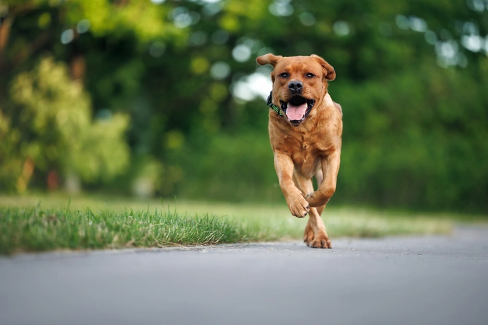 cachorro correndo