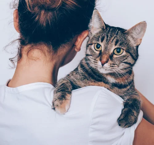 Quiz: Mito ou verdade sobre doenças renais em gatos