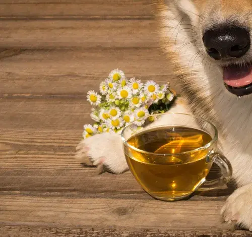 posso dar cha de camomila pro meu cachorro