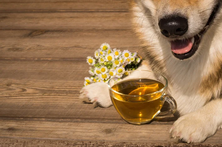 posso dar cha de camomila pro meu cachorro
