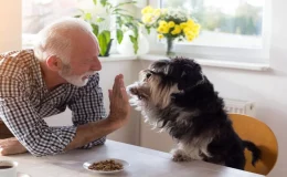 ração úmida para cães