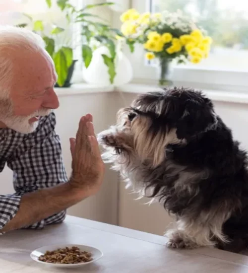 ração úmida para cães