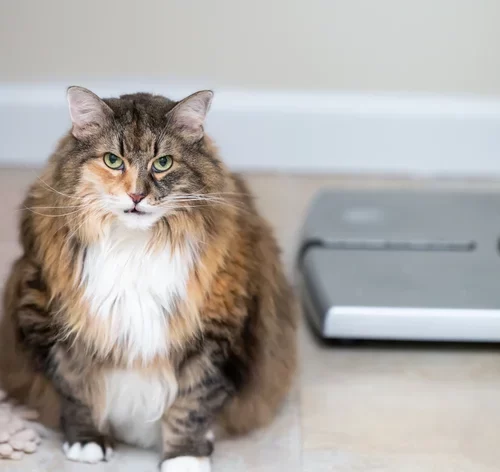 gato gordo