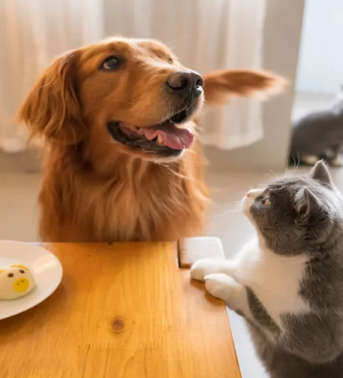 gato e cachorro juntos