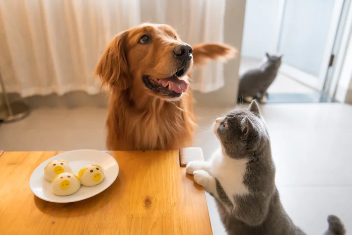 cachorro não gosta de gato