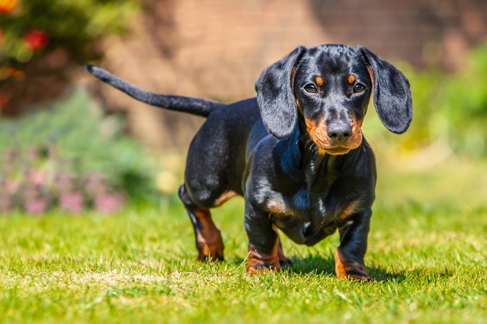 Dachshund preto