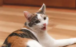 gato com bafo