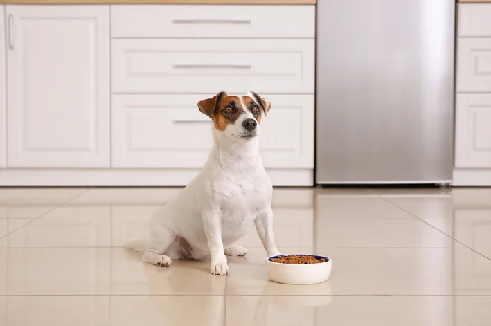 papinha para cachorro