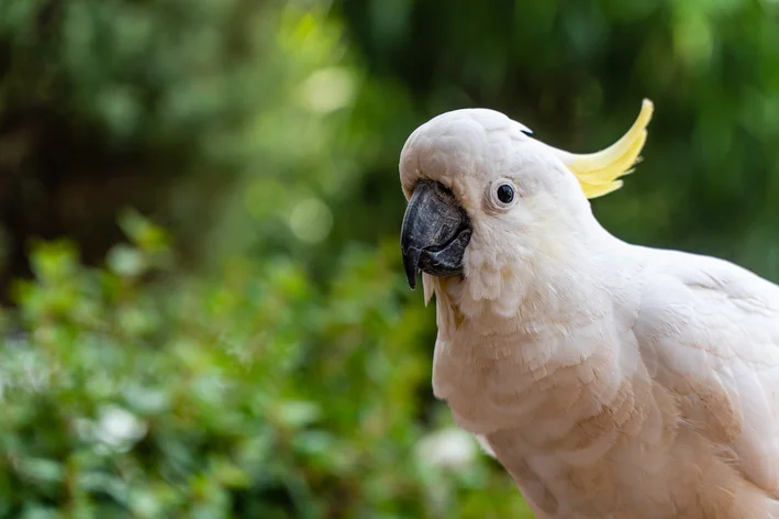 cacatua vs calopsita