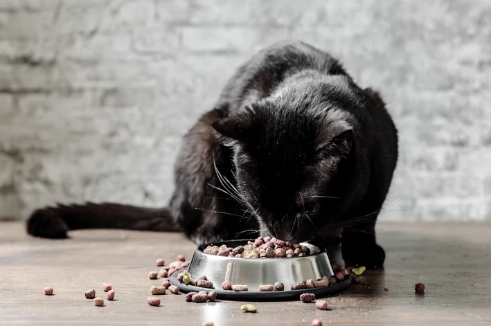 gato comendo ração