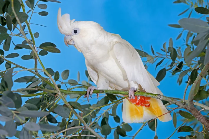 Cacatua de ventre vermelho