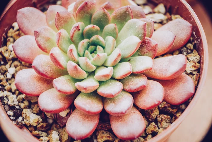 Graptoveria