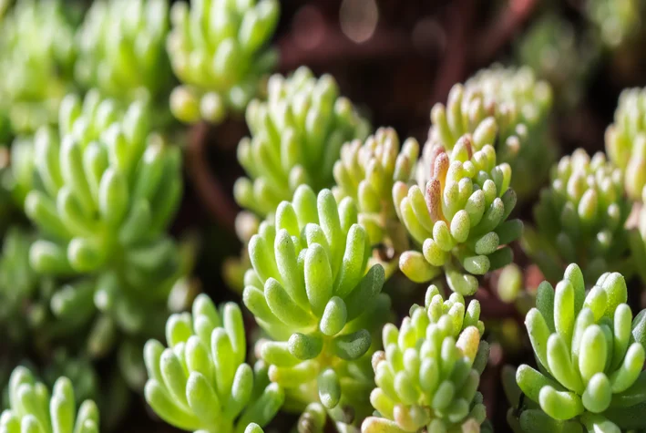 Suculenta Sedum