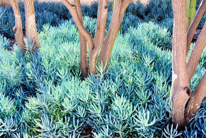 Suculenta Senécio Azul