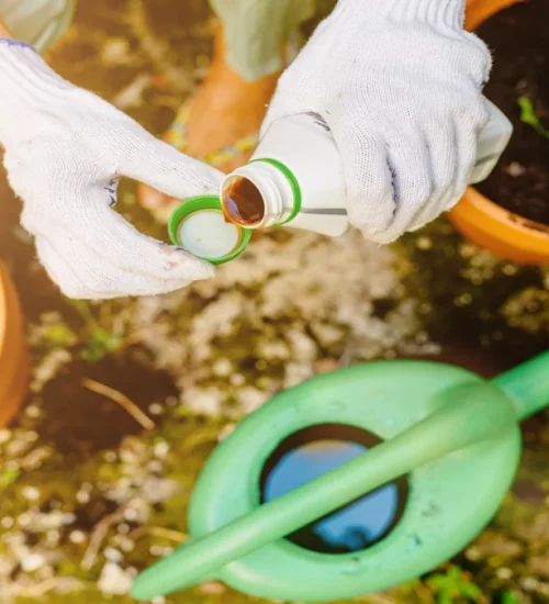 adubação para plantas