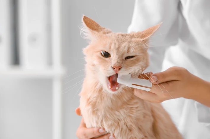 como tirar mau hálito de gato
