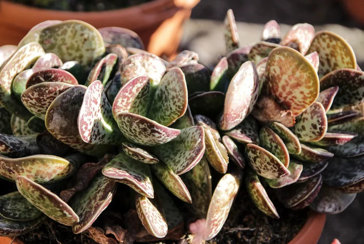 Adromischus Maculatus