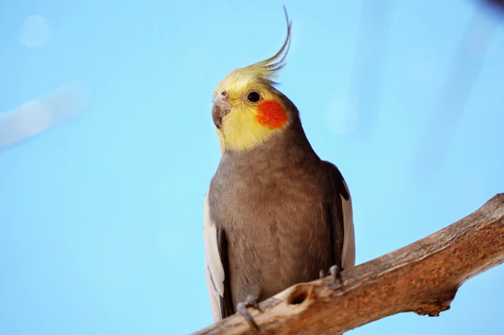 calopsita vs cacatua