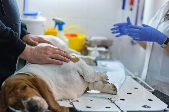veterinária fazendo exame na região da barriga de cachorro