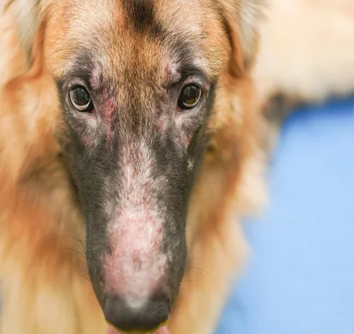 dermatite atópica em cães