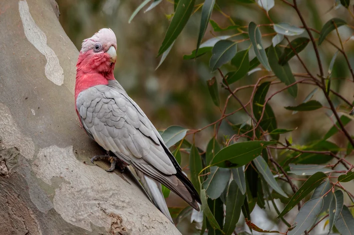 cacatua galah