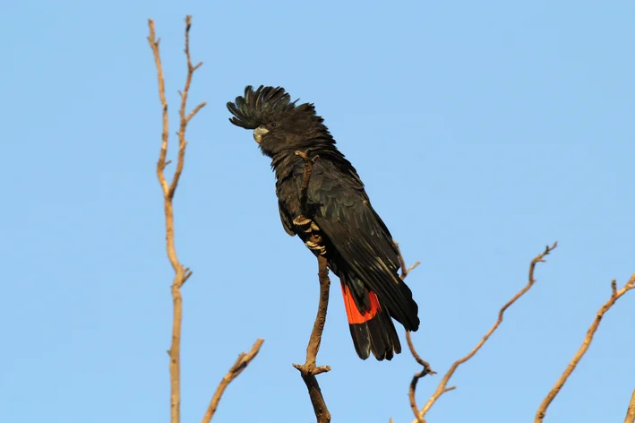 Cacatua-negra-de-cauda-vermelha