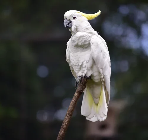 Cacatua-de-crista-amarela
