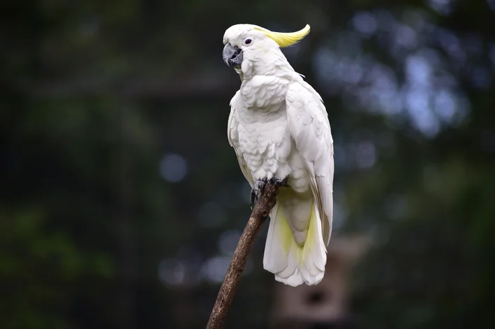 Cacatua-de-crista-amarela