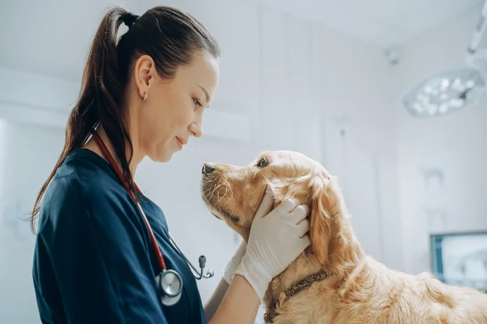 dia mundial da medicina veterinária