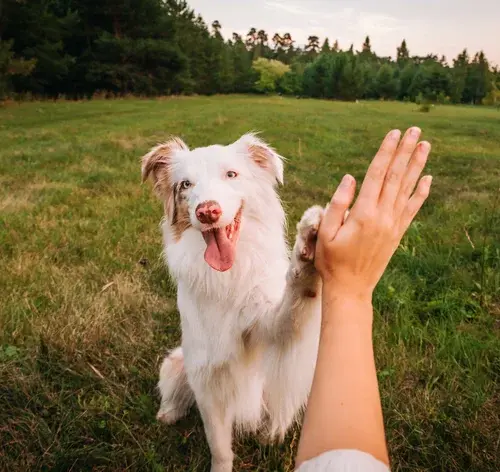 Cachorro idoso: como cuidar do seu pet nessa fase