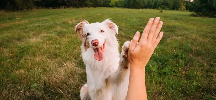 Cachorro idoso: como cuidar do seu pet nessa fase 1