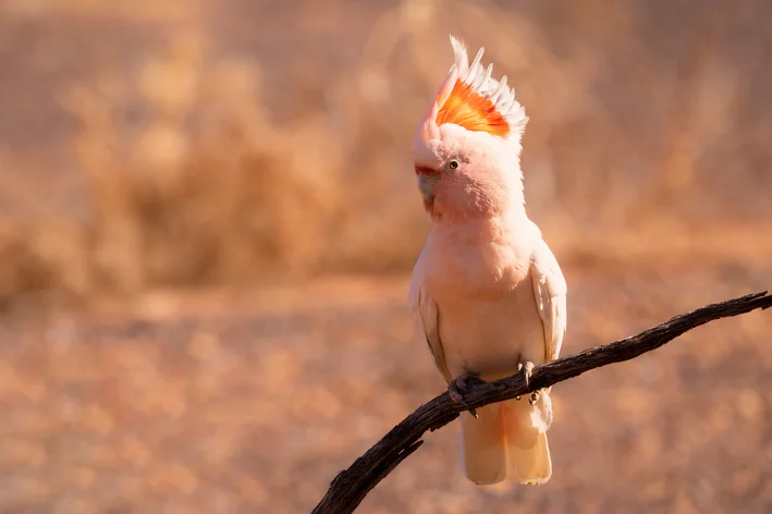 Cacatua-rosa