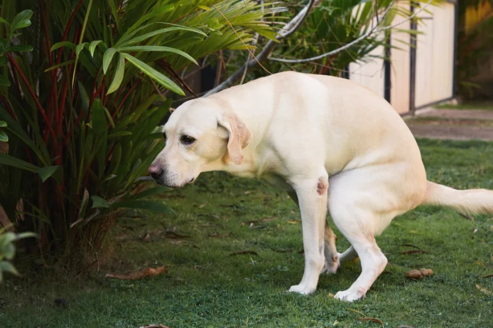 cão com prisão de ventre