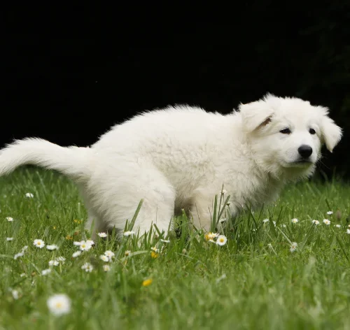 Cachorro com prisão de ventre: saiba como identificar e resolver