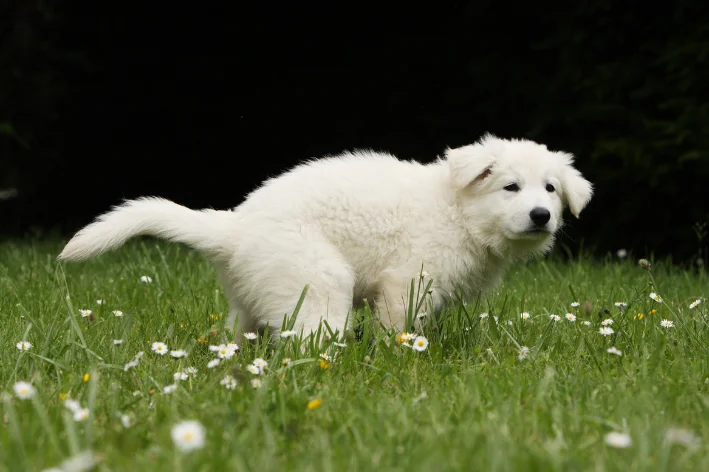 prisão de ventre em cachorro