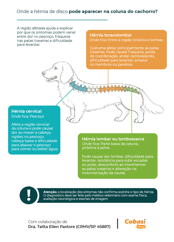 Infográfico sobre localização da hérnia de disco na coluna do cachorro, destacando as regiões cervical, toracolombar e lombar ou lombossacra, com sinais associados a cada área.