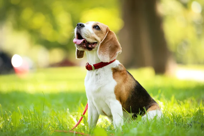 cachorro usando coleira antipulgas