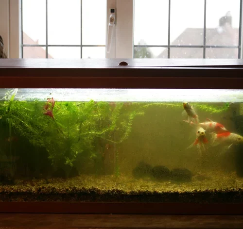 água do aquário amarelada com peixes