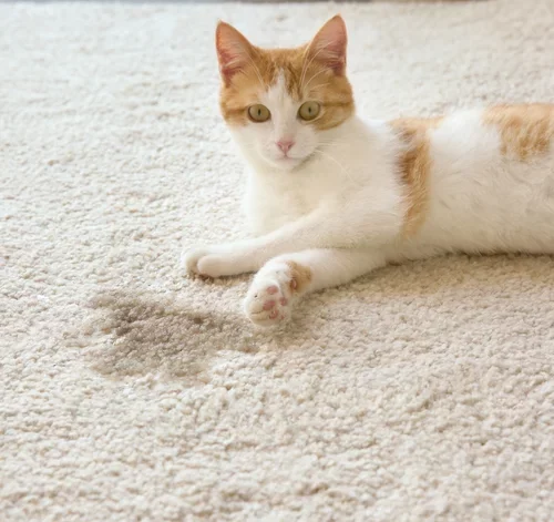 gato sentado no tapete