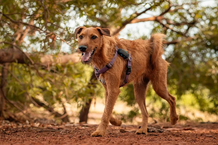 Cachorro caramelo de grande porte explorando um ambiente ao ar livre com árvores e luz natural, usando coleira enquanto caminha na terra.