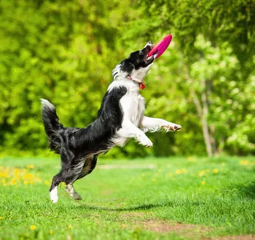 border collie cachorro mais inteligente do mundo