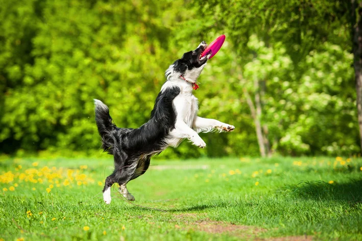 border collie cachorro mais inteligente do mundo