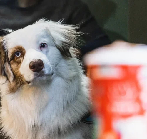cachorro olhando para um copo de café