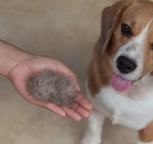 tutor segurando muito pelo caído do cachorro