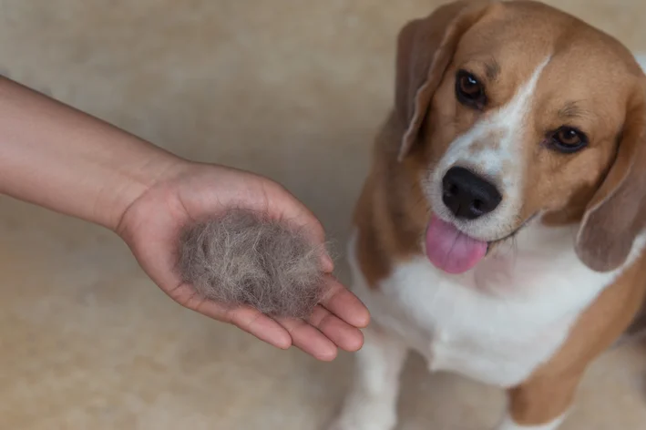 tutor segurando muito pelo caído do cachorro