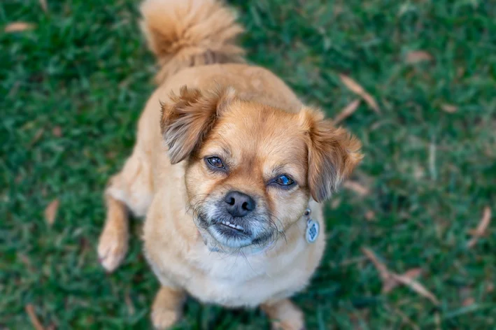 Cachorro vira-lata caramelo com expressão fofa e olhos brilhantes sentado em um gramado verde, demonstrando alegria e fofura.